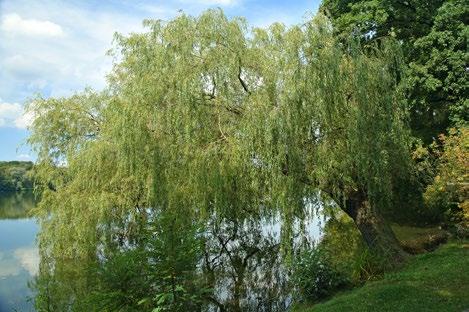 Kertészet Fűzfajok (Salix spp.) A fűzfa kérgét évezredek óta használják fájdalom- és lázcsillapításra. A fűzfakéregből előállított Aspirin volt az első iparilag gyártott gyógyszer.