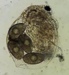 évi vizsgálat során április-június között még nem találtuk meg a fajt a planktonban, a kifejlett egyedek csak a nyári meleg