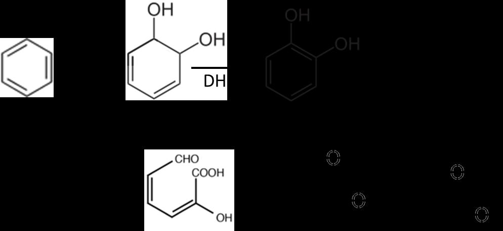 3.3.3. Aromás szénhidrogének oxidációja Az aromás szénhidrogének mono-, vagy dioxigenáz reakción keresztül bomlanak le.