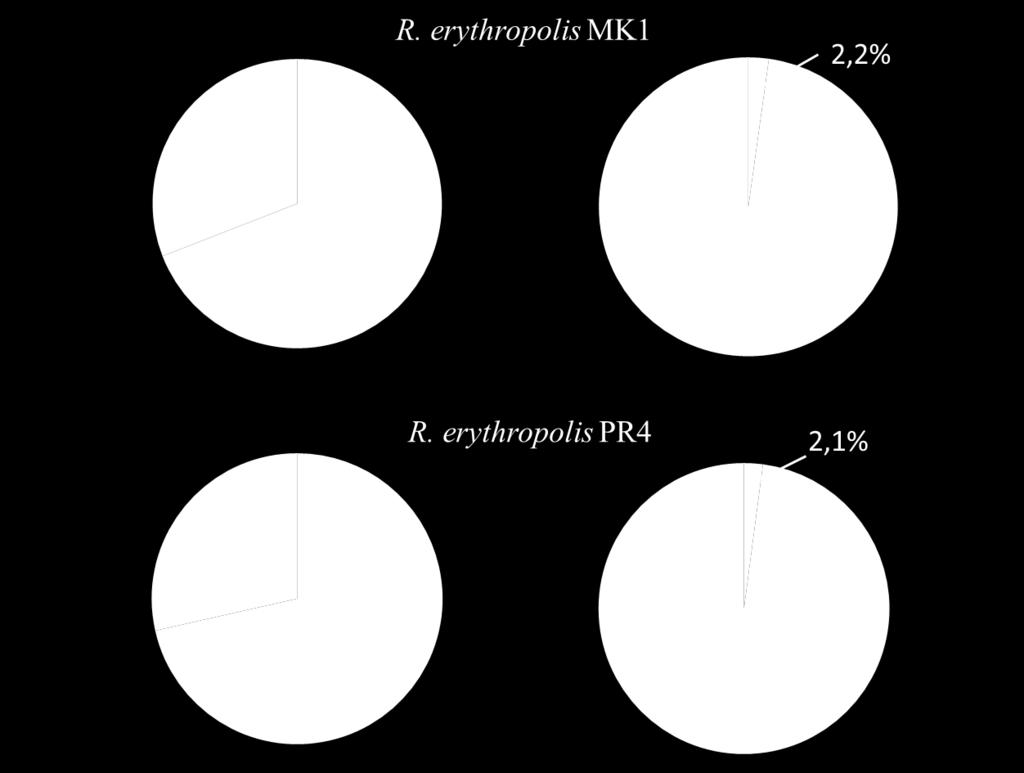 13. ábra: A két R. erythropolis törzs oxigén és n-hexadekán mérlege virágföldben.