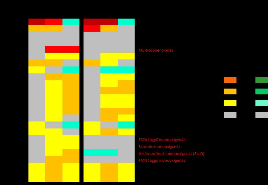 20. ábra: Transzkriptom és RT-qPCR eredmények összehasonlítása hőtérképen.