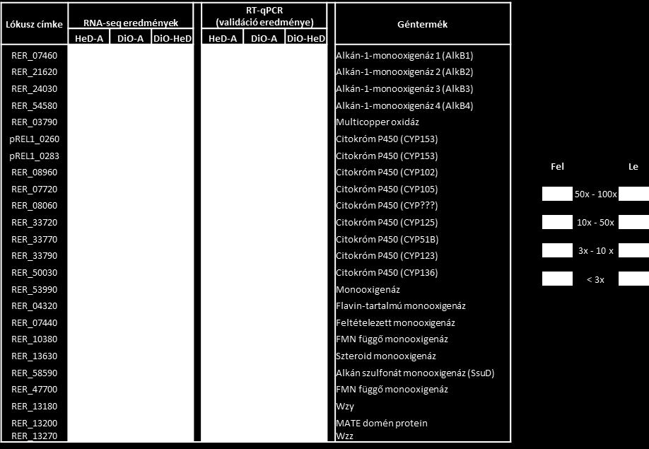 Az ábrán láthatóak a színkódok az indukciót ( fel ), a repressziót ( le ) jelzik. A pirossal kiemelt géntermékek esetén az RT-qPCR nem bizonyítja a transzkriptom analízis eredményét. 6.3.