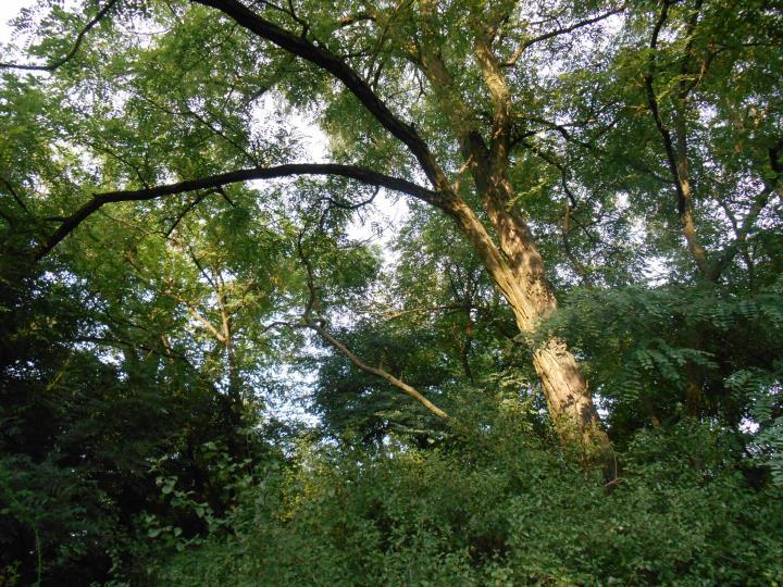 A facsoportot legalább 5 nagyobb fa alkotja, a minimális mellmagassági átmérő 25 cm, az idegenhonos fajok aránya 50% feletti.