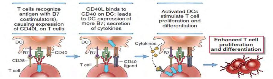 A CD40 szerepe T sejt aktivációban Cellular and Molecular Immunology, 7th ed.