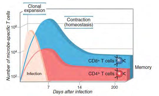 A T sejtek klonális expanziója Cellular and Molecular Immunology, 7th ed.