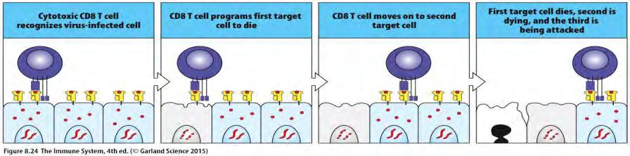 A citotoxikus CD8 + T sejtek számos fertőzött