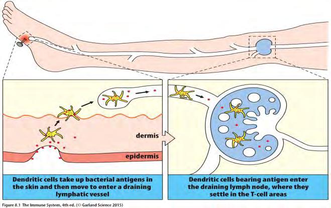 A dendritikus sejtek a sérülés, vagy a fertőzés helyén felveszik az