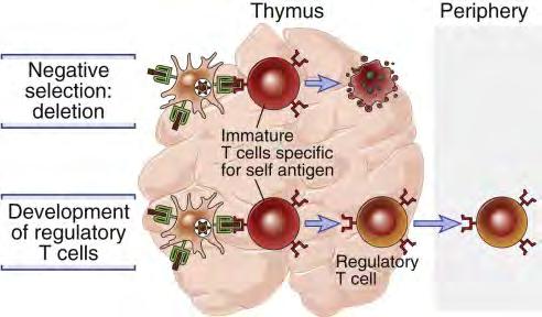 A saját MHC/saját antigén komplexet nagy affinitással kötő T- sejtek eliminálódnak, a