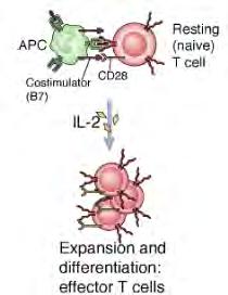 AZ IL-2 MEGLEPŐ BIOLÓGIÁJA Az IL-2 kettős szerepe a T-sejt válaszban Az immunválasz