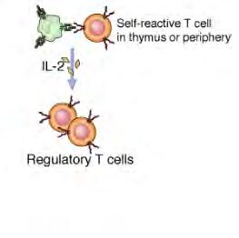IL-2 receptor eliminációjának?