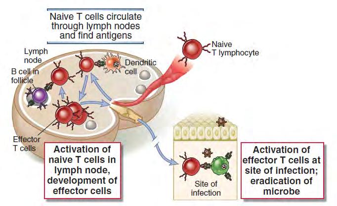 A naív és az effektor T sejtek antigén általi aktiválása