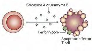 CITOLÍZIS A Treg-mediált citolízis a CD18 adhéziós molekula