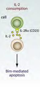 METABOLIKUS SZUPPRESSZIÓ IL-2 DEPRIVÁCIÓ Az IL-2-nek esszenciális szerepe van a Treg homeosztázisban.