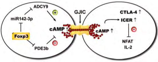 METABOLIKUS SZUPPRESSZIÓ RÉSKAPCSOLATOKON KERESZTÜLI camp TRANSZFER A FOXP3 szupresszálja az ADCY9-et (adenilil cikláz) gátló mir-142-3p-t. Treg A camp CTLA-4 expressziót indukál.