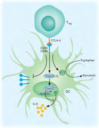 DENDRITIKUS SEJTEKEN KERESZTÜLI REGULÁCIÓ CTLA-4 A CTLA-4 elősegíti a Foxo3 transzkripciós faktor nukleáris lokalizációját, ami szupresszálja az IL-6-ot és a TNF-et kódoló gének expresszióját.