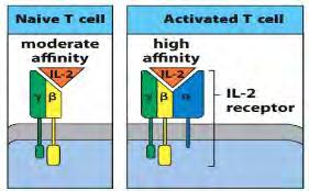 Az IL-2 receptor család hematopoiesis A