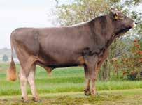 Acevio (Brown swiss) 2002.