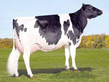 Shottle-ET HOGBRM598172 Canyon-Breeze Fin Aisha-ET GLPI +2471 276 lányai, 114 tenyészet, 96% megbízhatóság Tej, kg +548 Tejzsír, kg +18 Tejzsír, % -0.02 Tejfehérje, kg +25 Tejfehérje, % +0.