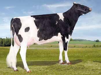 Taboo Planet-ET HOUSAM60597003 Sully Shottle May-Tw GLPI +2682 23 lányai, 15 tenyészet, 80% megbízhatóság Tej, kg +1733 Tejzsír, kg +23 Tejzsír, % -0.40 Tejfehérje, kg +60 Tejfehérje, % +0.