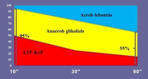 közömbösíteni. Ilyenkor elkezd csökkenni a vér ph értéke, ami többek között csökkenti, gátolja a további izom összehúzódás lehetőségét is.