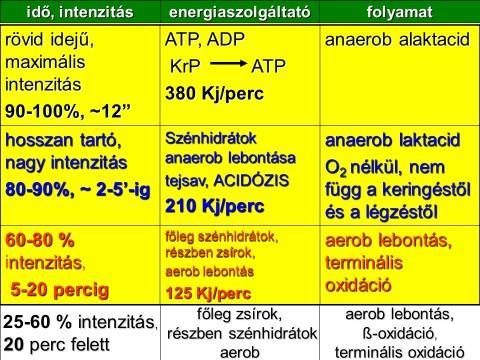 5. ábra A különböző energianyerési folyamatok igénybevétele a terhelés időtartama és intenzitásának függvényében. A vízszintes tengely a 60 -tól már percekben van megadva (saját szerkesztés) 4.