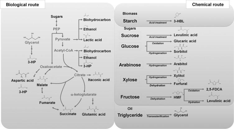 5.ábra.Biological and chemical routes for the production of the 2004 US DOE's top 12 chemicals [20] and the revised 2010 top 10 chemicals from biomass. [20] Az 5.