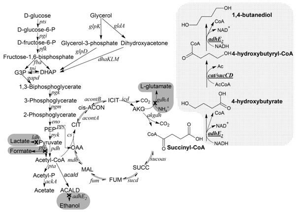 10.ábra. Optimalizált 1,4-butándiol termelés [14] A konkrét metabolit túltermelésekor fel kell tenni a legfontosabb kérdést, hogy milyen metabolikus útvonalakat kell használnunk?