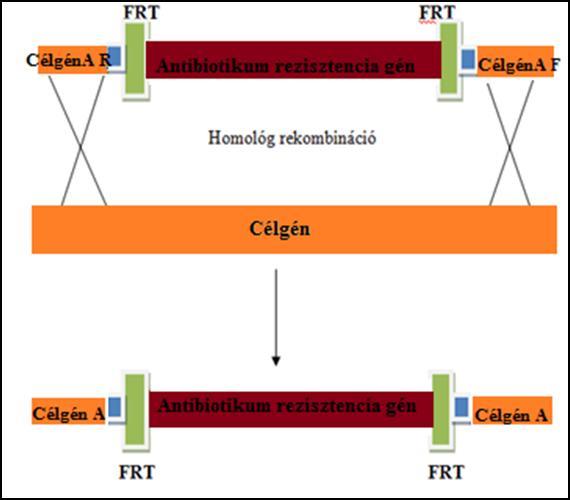 reverz (adhe2) az E. coli adhe2 genomi régiójával, valamint a pkd3-al homológ szekvenciákat tartalmaznak (11. táblázat) 1.