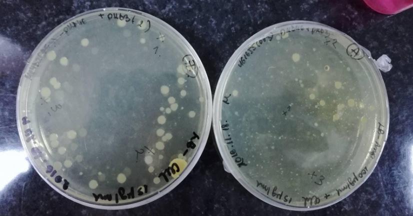 ábra Az adh-génspecifikus kloramfenikol kazettát tartalmazó elektroporált sejtek Az antibiotikum