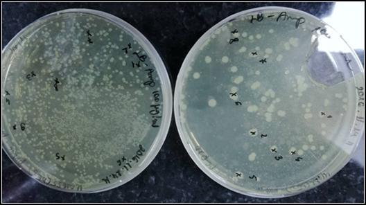 23. ábra A pcp20 as plazmiddal rendelkező E. coli sejtek ampicillin tartalmú táptalajon Ezt követően a kinőtt telepekből antibiotikum nélküli táptalajra oltottunk át, majd 2 napig 43 C-on inkubáltuk.