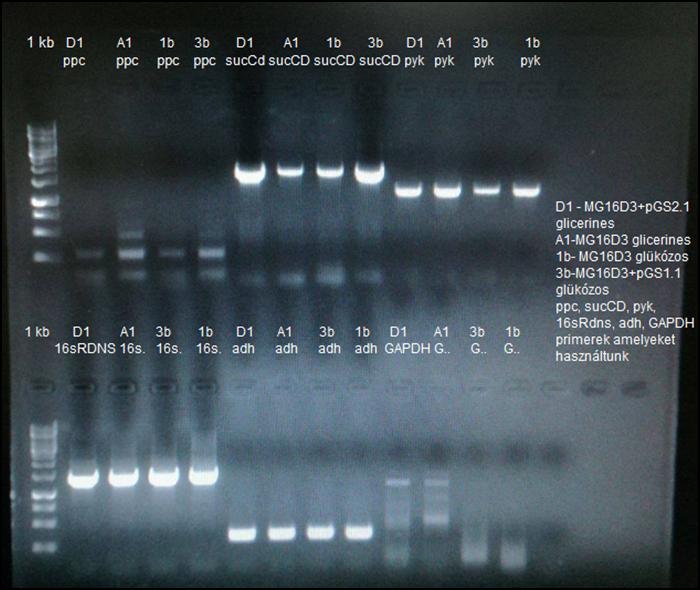 28. ábra A próba-pcr reakciótermékeinek ellenőrzése agaróz gélelektroforézissel Az RT-qPCR-hez a cdns mintákból készítettünk 100 ng/ml-es hígitásokat, és a megfelelő módszert alkalmazva összemértük a