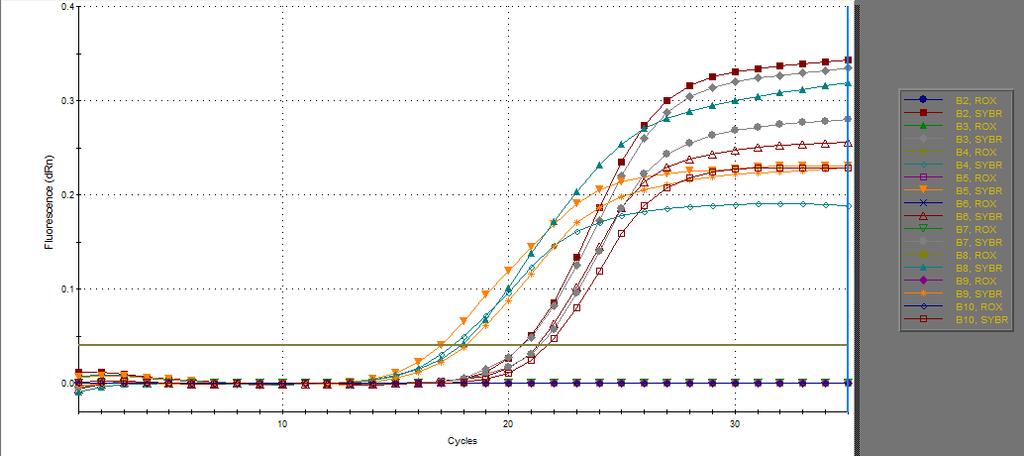 33.ábra Mutáns és termelő törzsek amplifikációs görbéi 16srADN primer jelenlétében A succd (szukcinil-koenzim A-szintetáz) génre vonatkozó RT-qPCR vizsgálat egyértelműen jelzi a plazmidon bevitt E.
