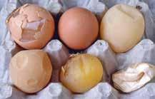 Járványtan EDS hatására elváltozott héjú tojások (fotó: Dr. JoanSmyth) Fogékony: tyúk, fürj, víziszárnyasok stb. A terjedés három módja ismert: 1. A klasszikus mód az elsődleges megjelenés volt.