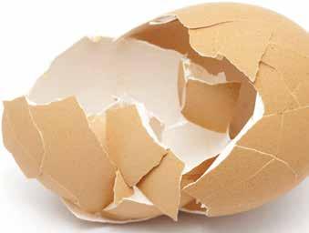 Az öreg tojóállományokban a repedt tojások aránya akár a 20%-ot is meghaladhatja, és ez nyilvánvaló okból a tojástermelő ipart igen hátrányosan érinti. 1.