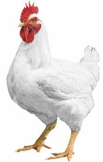 Zoltán Péter, baromfi üzletág vezető - (World Poultry Trends 2015 alapján) Brojlerhús termelés A világ brojlerhús termelése az elmúlt évben 88 millió tonna volt, amelyen belül továbbra is az USA a
