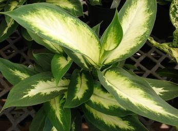10 kedvelt szobanövény, amivel jobb óvatosnak lenni Ciklámen Cyclamen persicum A kankalinfélék családjába tartozó, a Földközi-tenger vidékének keleti részéről