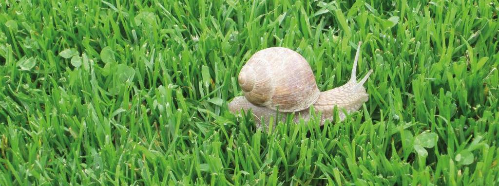 területekre Száraz körülmények között is tartós gyep HOVÁ AJÁNLOTT VÁRHATÓ