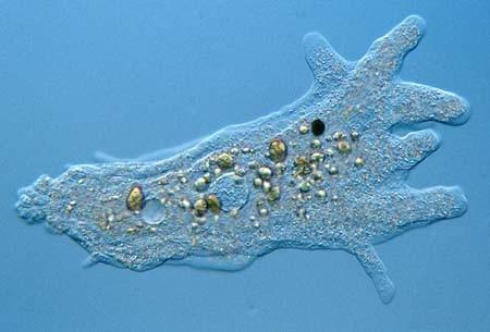 (Amoeba proteus) TÖBB LEBENYALAKÚ