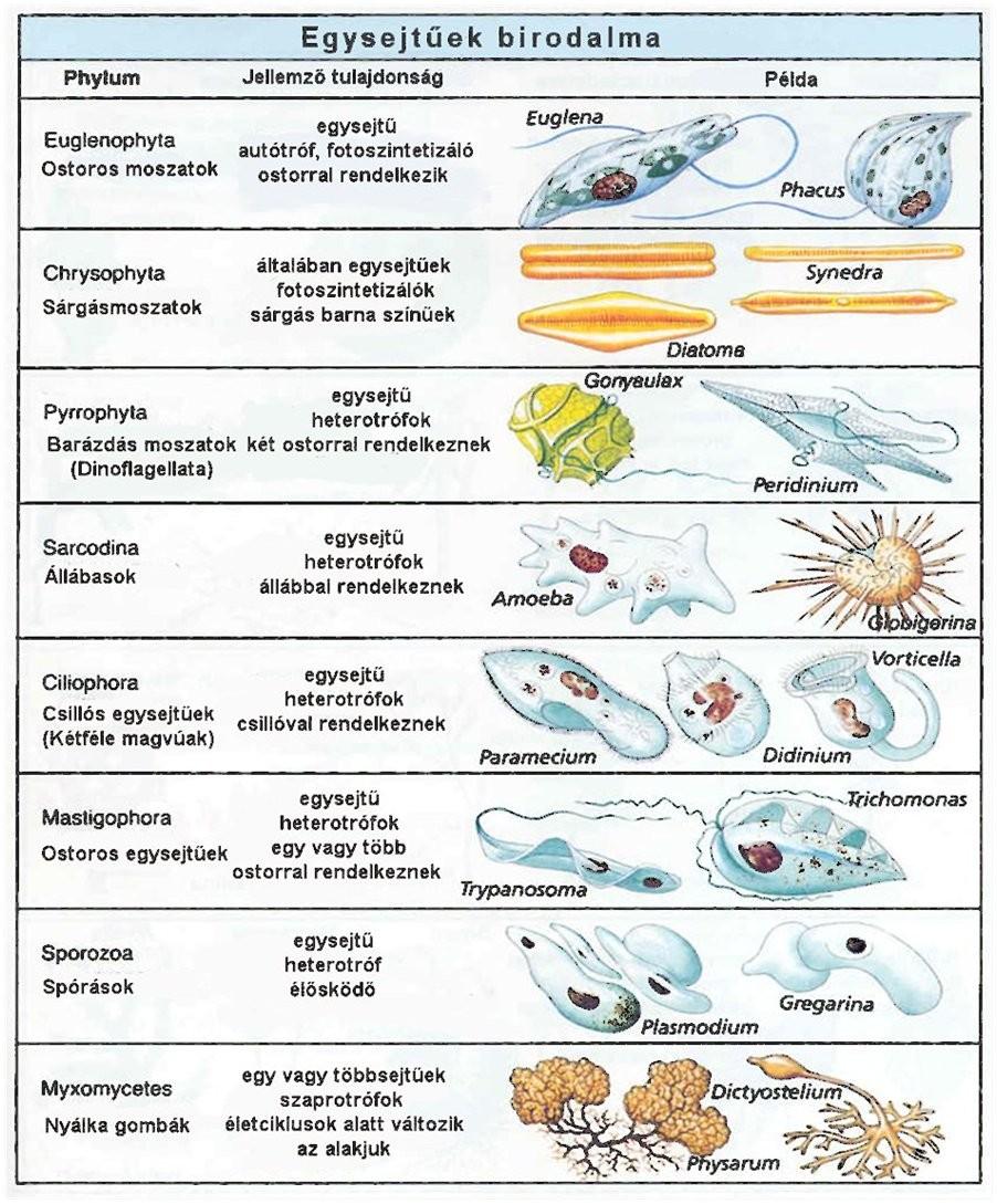 AZ EGYSEJTŰ SZERVEZETEK TRADICIONÁLIS RENDSZEREZÉSE AZ EGYSEJTŰEK EUKARIÓTA SEJT SZINTJÉN DIFFERENCIÁLÓDOTT EGYETLEN SEJTBŐL ÁLLÓ HETEROTRÓF VAGY