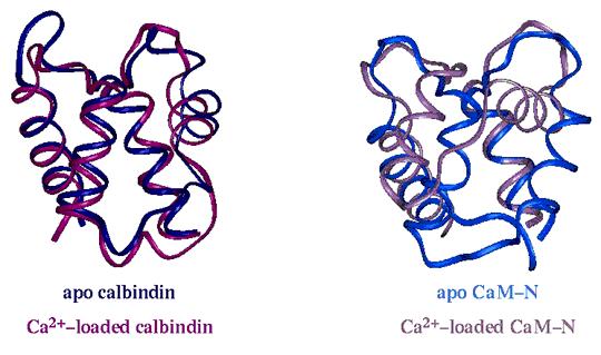 modulálja a génexpressziót. Group-specific component: the vitamin D binding protein, 458 as.