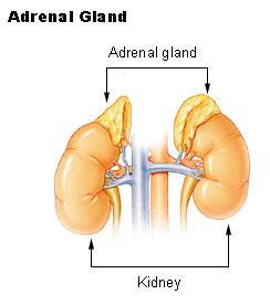 2.) Mellékvesekéreg hormonjai (adrenocortex hormonok legalább 28 fajta) memo: a mellékvesekéregben