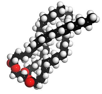 A lipid frakció csak kisebb része a zsírsavak, az észterek a nagyobb frakció: A növényi olajok, az állati zsiradékok többsége