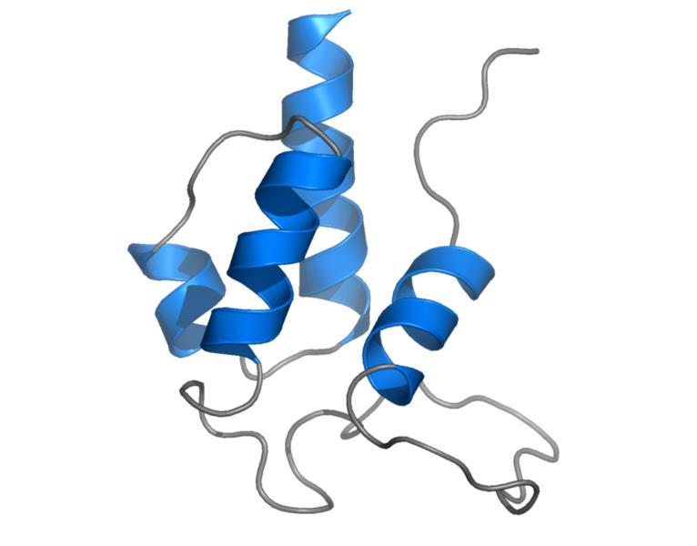 2. lépés: a malonil-coa acilcsoportja átmegy az acyl carrier protein (ACP) SH-csoportjára ( hordozó csere történik) ACP MW~10kDa memo: az ACP egy
