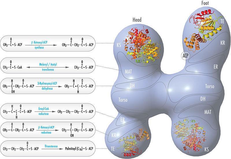 Fatty acid synthase