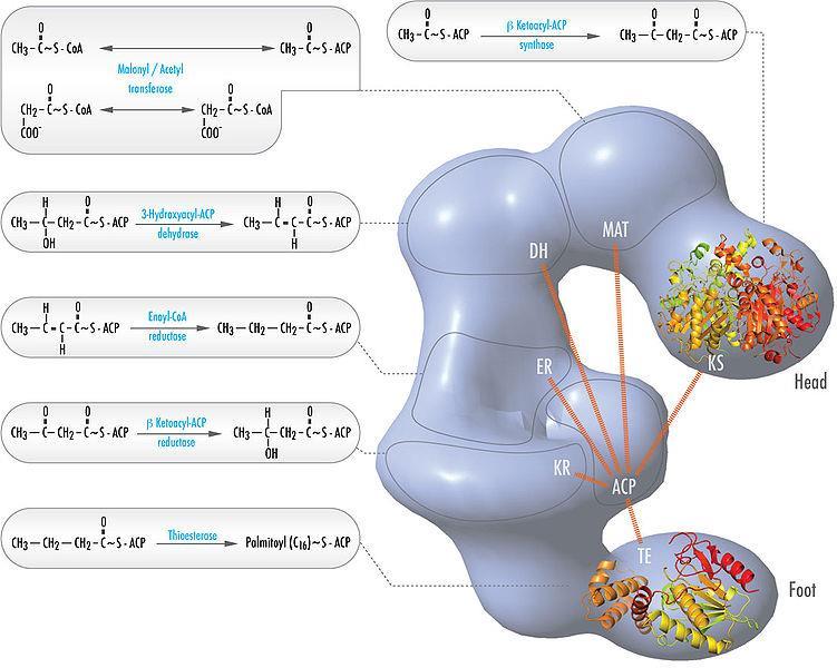 funkcionális a dimer