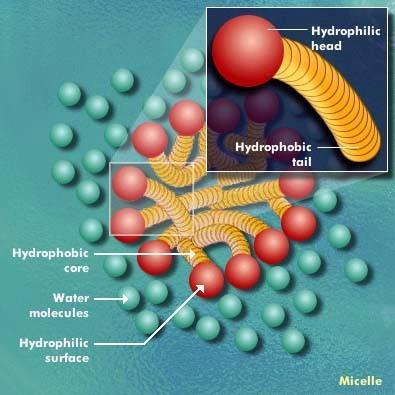 A micellákban a hidrofil fejek a karbonsavak sói állnak kifelé, míg a hidrofób szénhidrogén