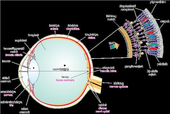 is remekül látnak) A pálcikákban található rodopszin kromofórja a 11-cisz-retinal.