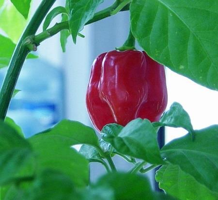 Érdekesség: A Scoville-skála a paprikafajták a Capsicum nemzetség tagjainak - csípősségét azaz kapszaicin tartalmát méri, ami a bőr hőérzékelő idegvégződéseit is ingerli (pl. a nyálkahártyán).