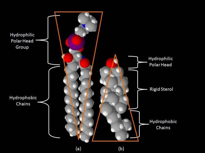 Rafts are enriched with cholesterol and