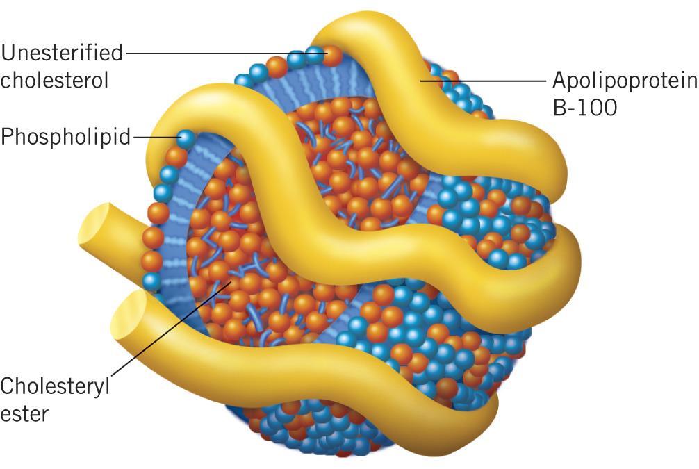Memo: - szervezetünkben a koleszterin, mint más lipidekkel vagy fehérjékkel alkotott aggregátum azonosítható, - az aggregátumokat kilomikron -nak nevezzük (a chylus-érben, a bélbolyhok tengelyében
